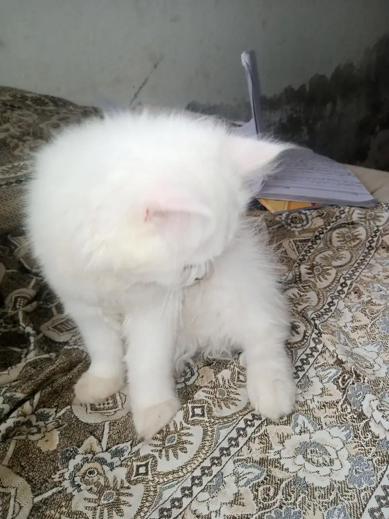 Persian white cat — photo 2