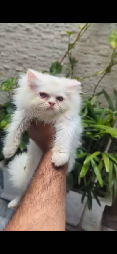 Persian kitten punch face