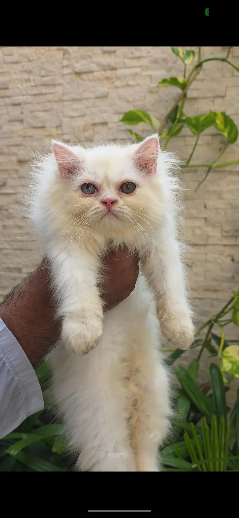 Persian kitten punch face — photo 2