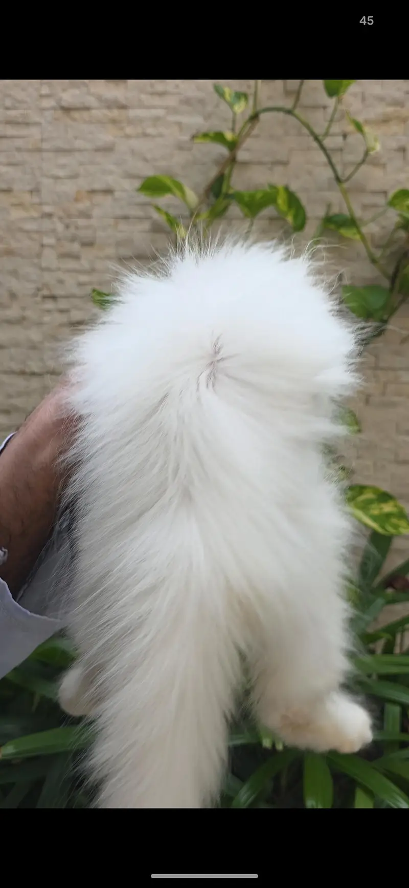 Persian kitten punch face — photo 3