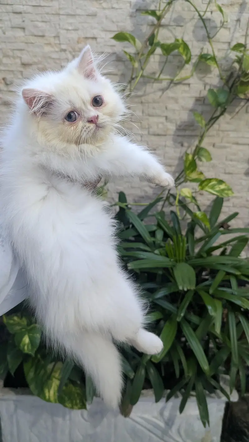 Persian kitten punch face — photo 4