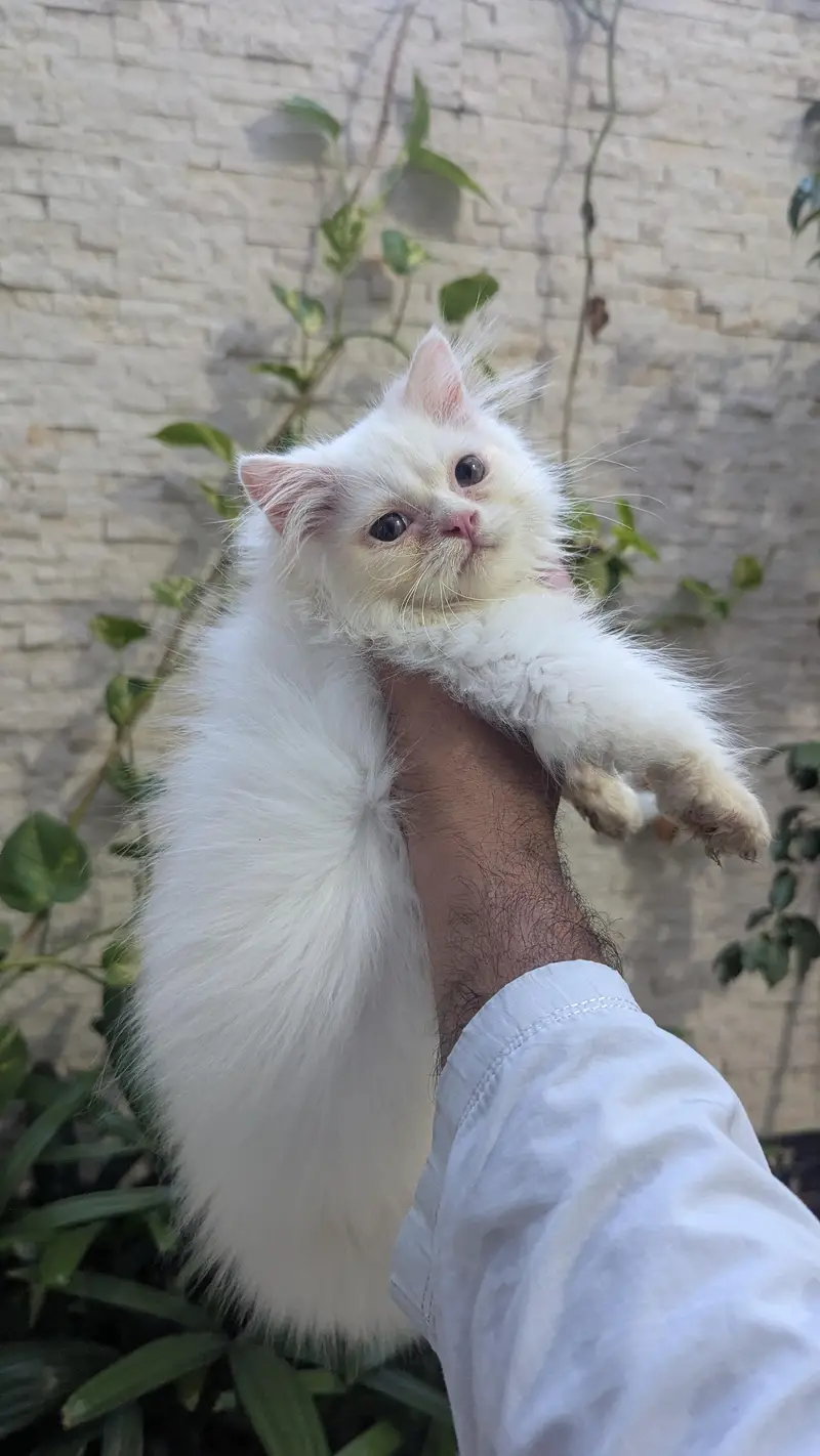 Persian kitten punch face — photo 5