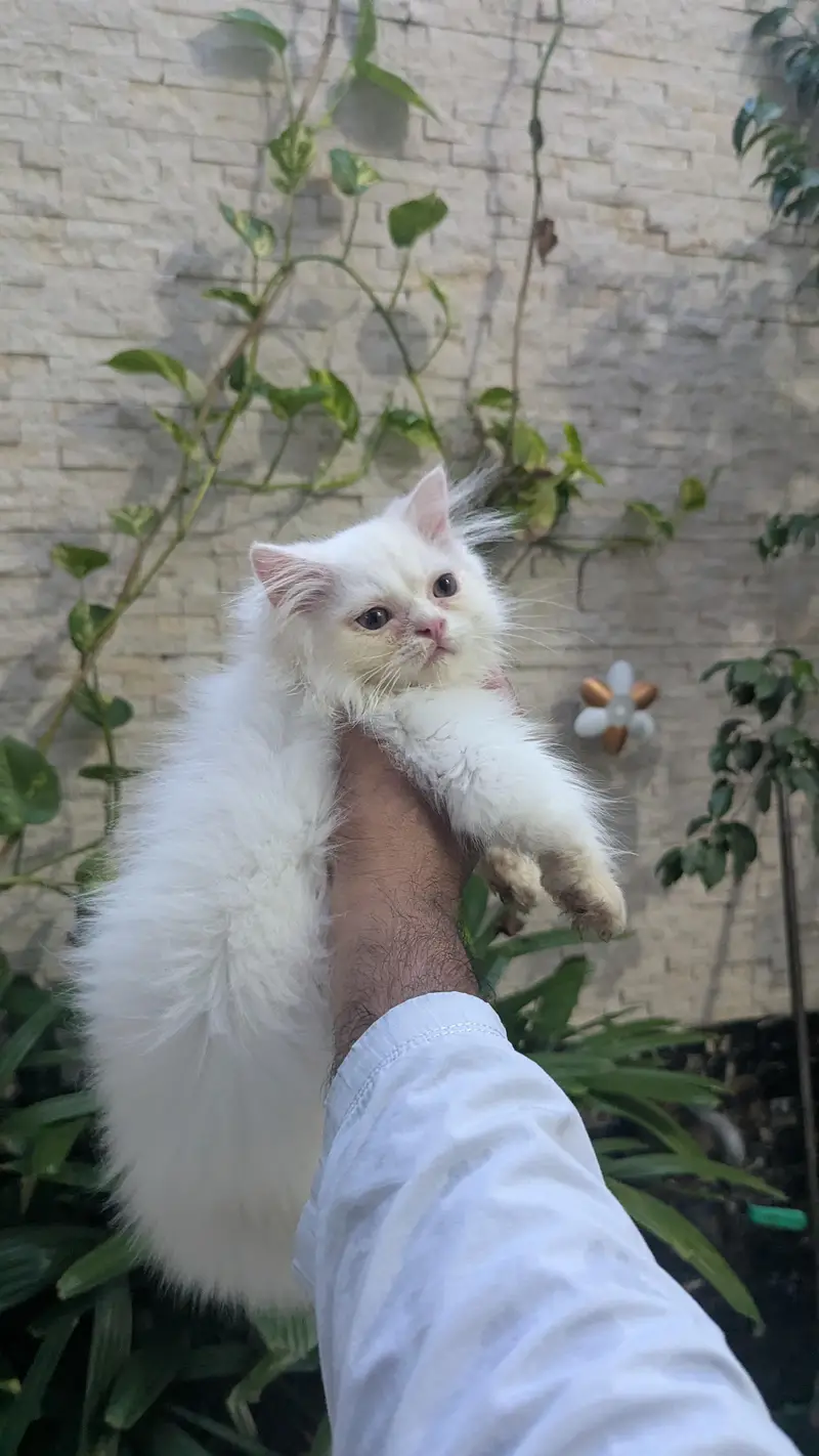 Persian kitten punch face — photo 6