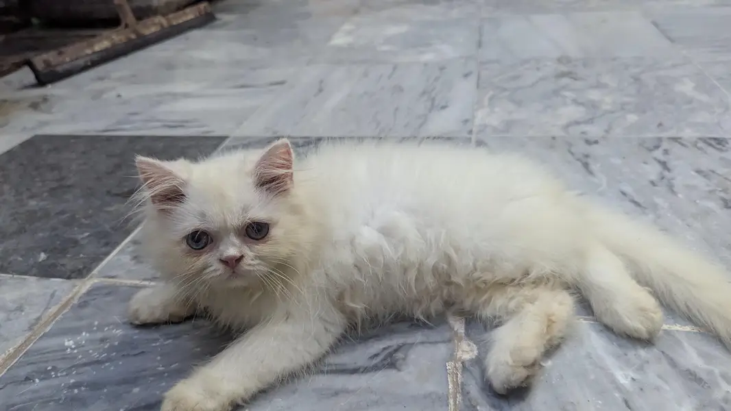 Persian kitten punch face — photo 7