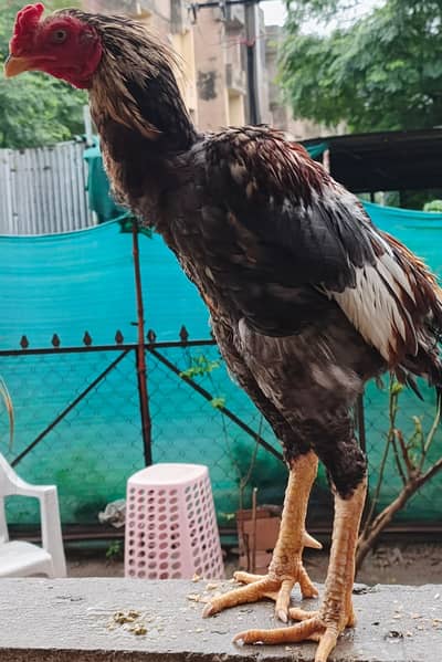 Black aseel murga for sale