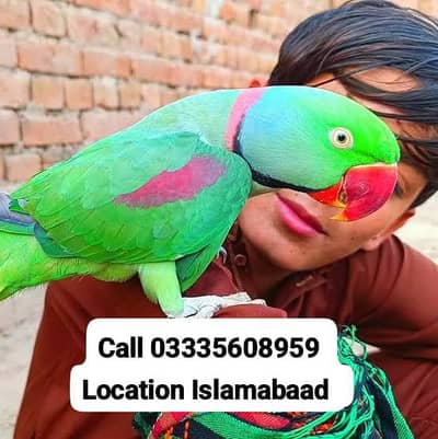 Hand Tamed Full Friendly Kashmiri Raw Male Parrot Jumbo Size