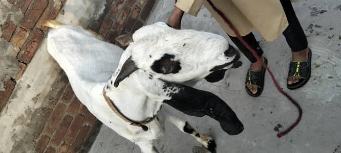 Goat for sale in Faisalabad