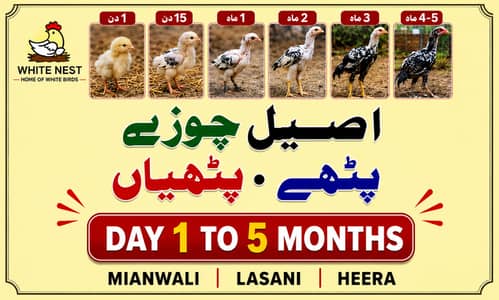 Aseel Chicks of Mianwali Lasani Lakha Jawa Mushka Heera, Light Sussex
