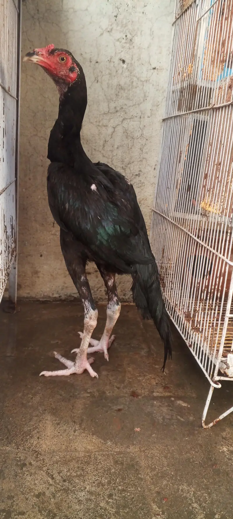 Lasani Aseel Pathay Mushka Mianwali Aseel Patha Murga 03098573144 — photo 5