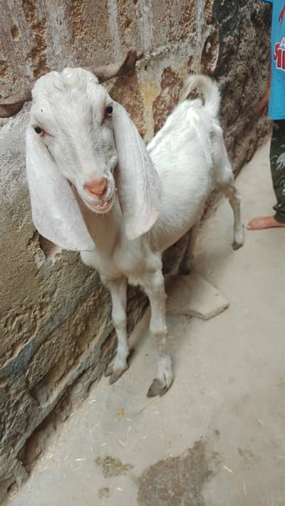 goats and 1 buck for sale