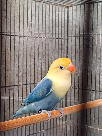 love birds for sale