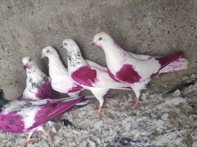 pure patti waly pigeon low faster flying parwazi pati kabutar dobaz