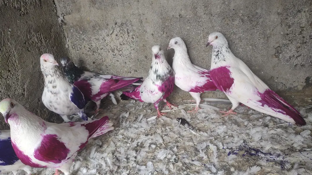 pure patti waly pigeon low faster flying parwazi pati kabutar dobaz — photo 2