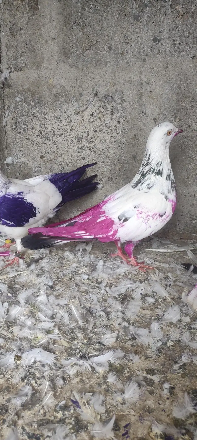 pure patti waly pigeon low faster flying parwazi pati kabutar dobaz — photo 3