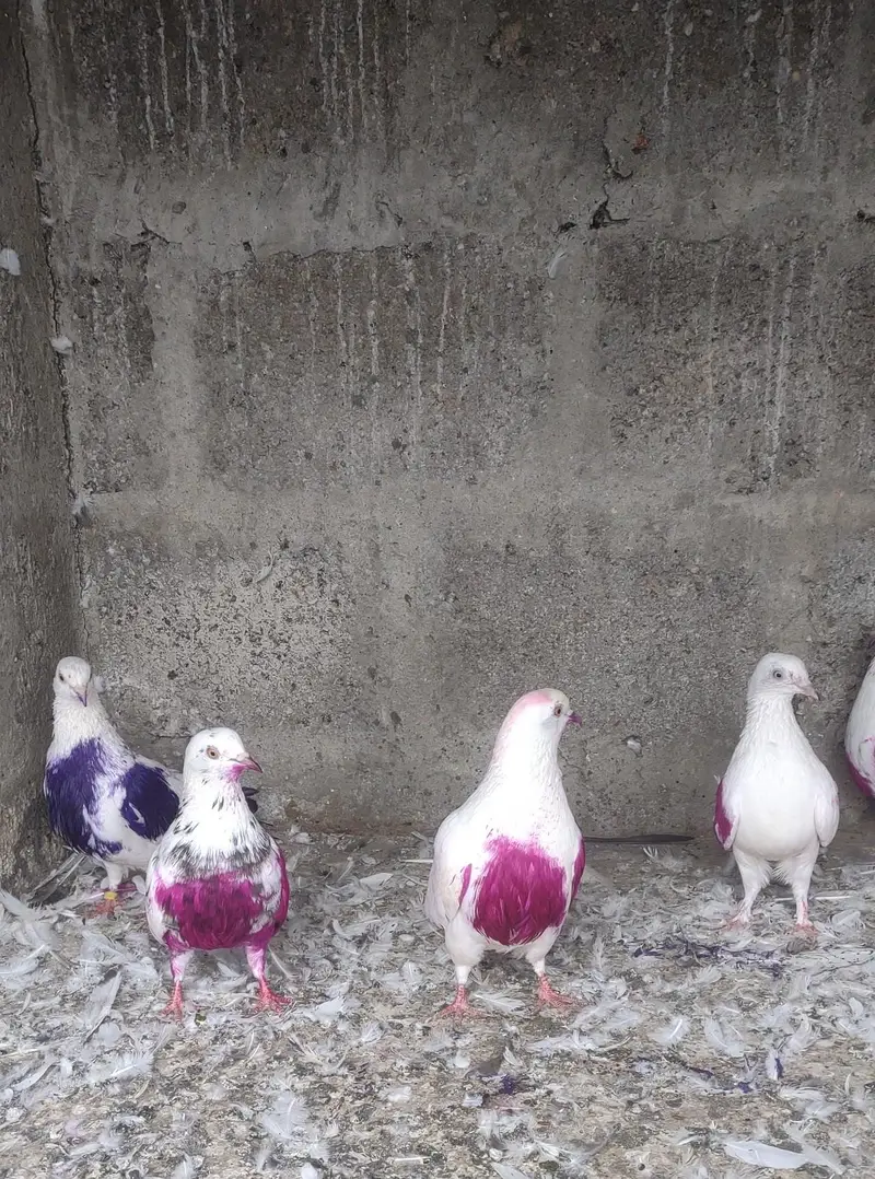 pure patti waly pigeon low faster flying parwazi pati kabutar dobaz — photo 4