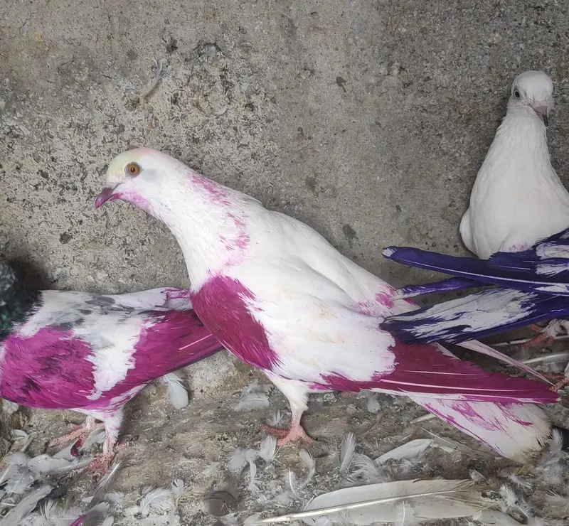 pure patti waly pigeon low faster flying parwazi pati kabutar dobaz — photo 5