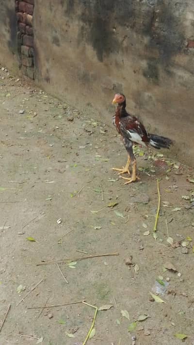 Bohat Acha pair ha