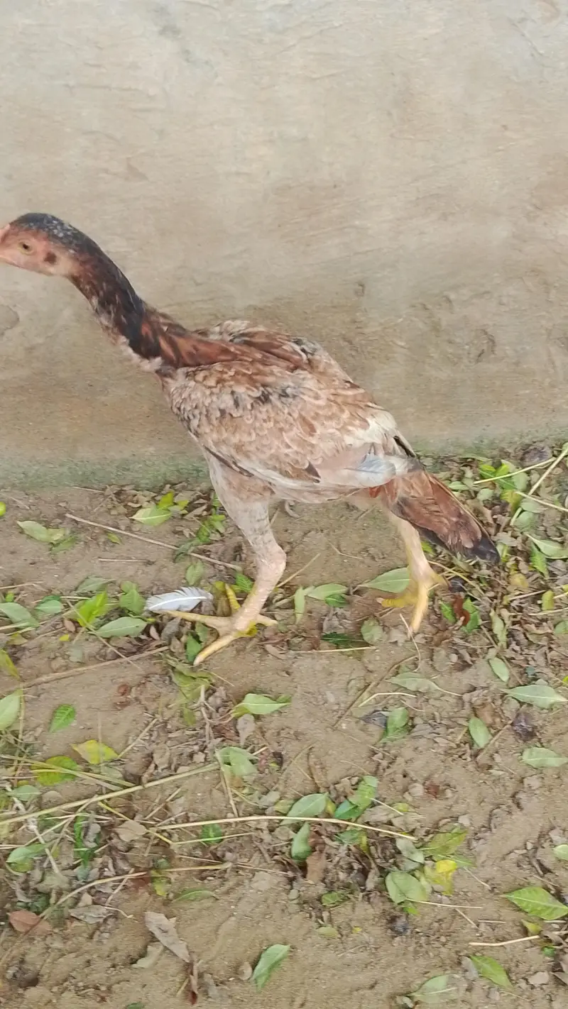 Bohat Acha pair ha — photo 2