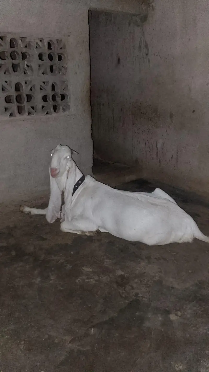 PURE GULABI TOP QUALITY KE BAKRI HA — photo 5