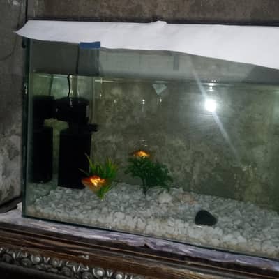 complete fish aquarium setup for sale urgent