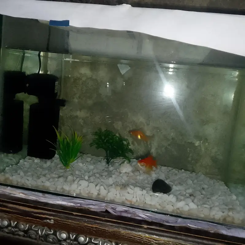 complete fish aquarium setup for sale urgent — photo 2