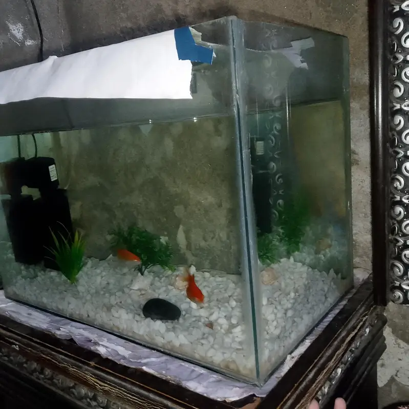 complete fish aquarium setup for sale urgent — photo 3