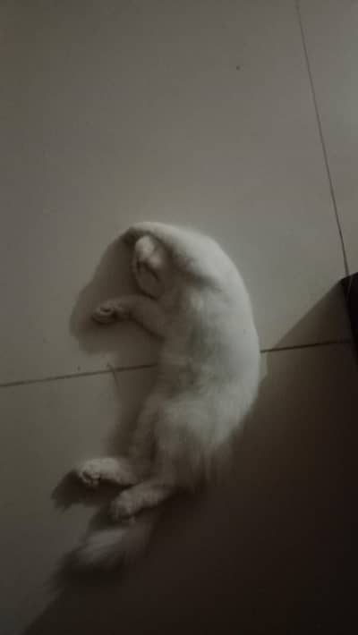 Persian Kitten 2.5 months, Double Coat