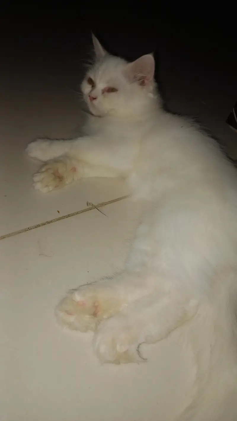Persian Kitten 2.5 months, Double Coat — photo 3