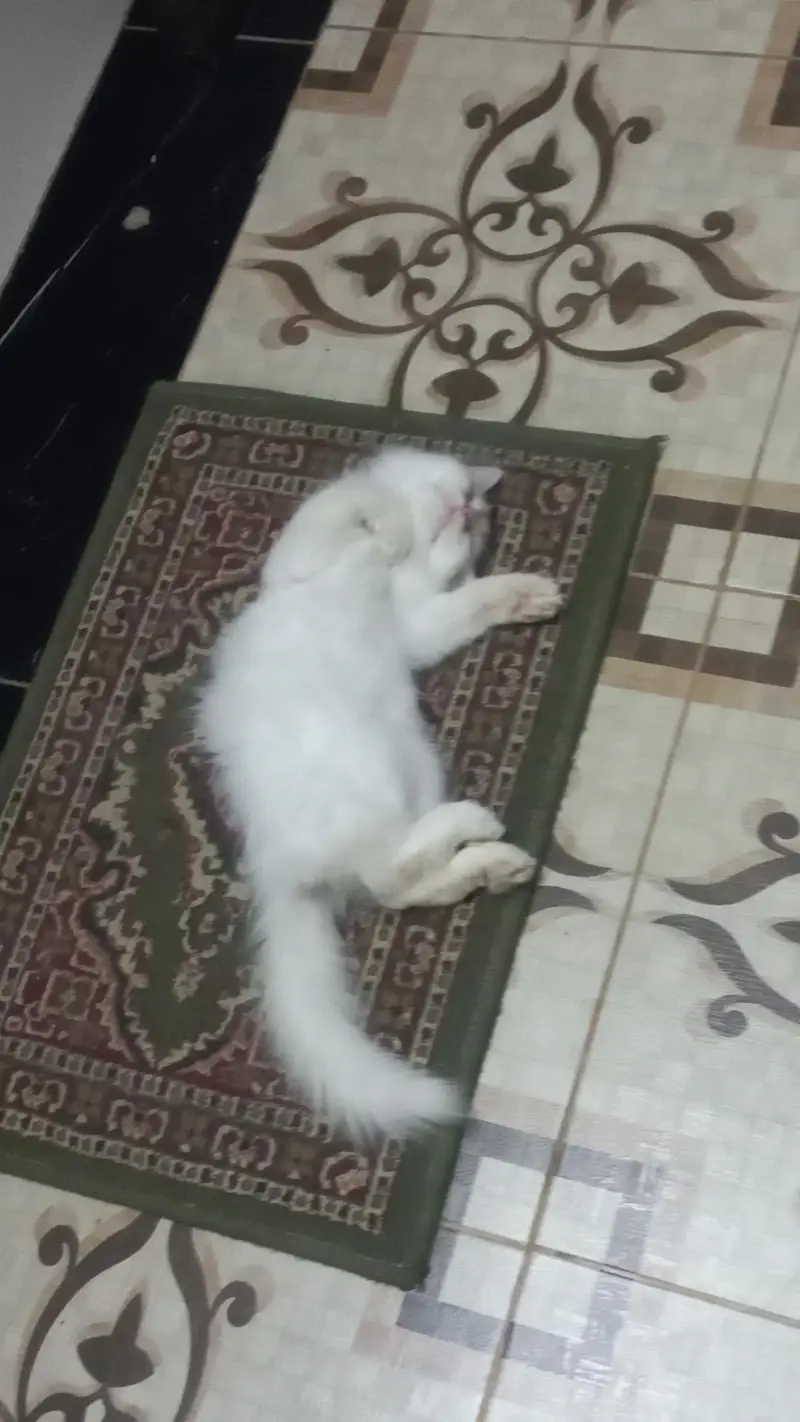 Persian Kitten 2.5 months, Double Coat — photo 4