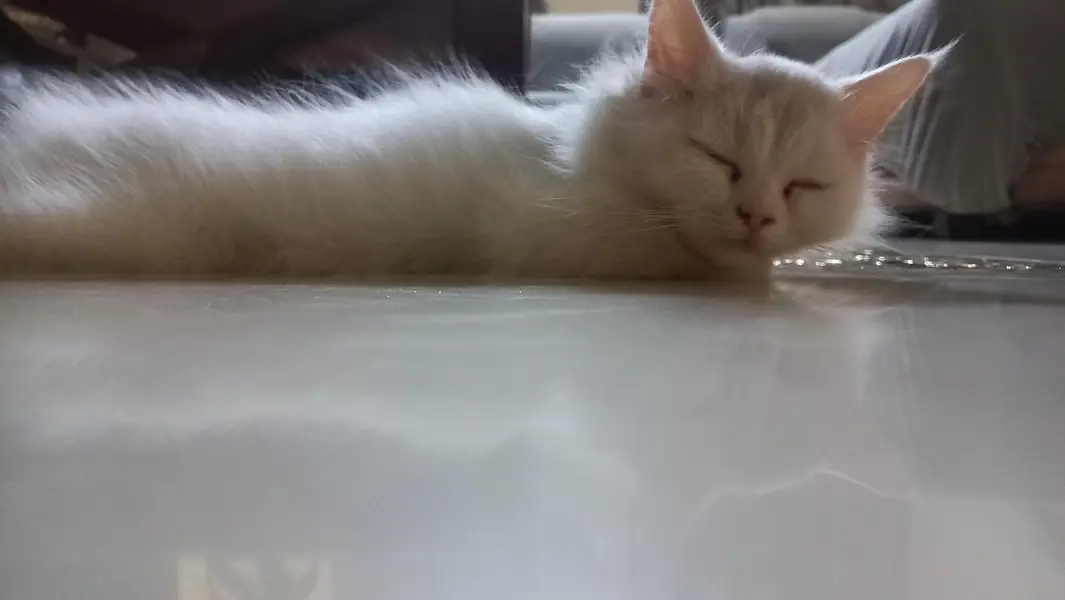 Persian Kitten 2.5 months, Double Coat — photo 5