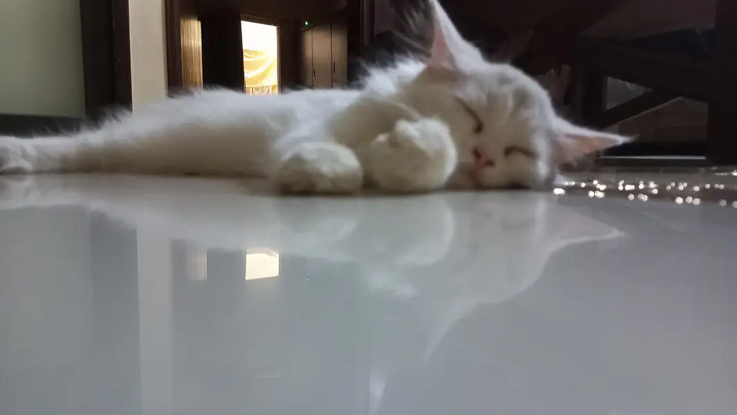 Persian Kitten 2.5 months, Double Coat — photo 6