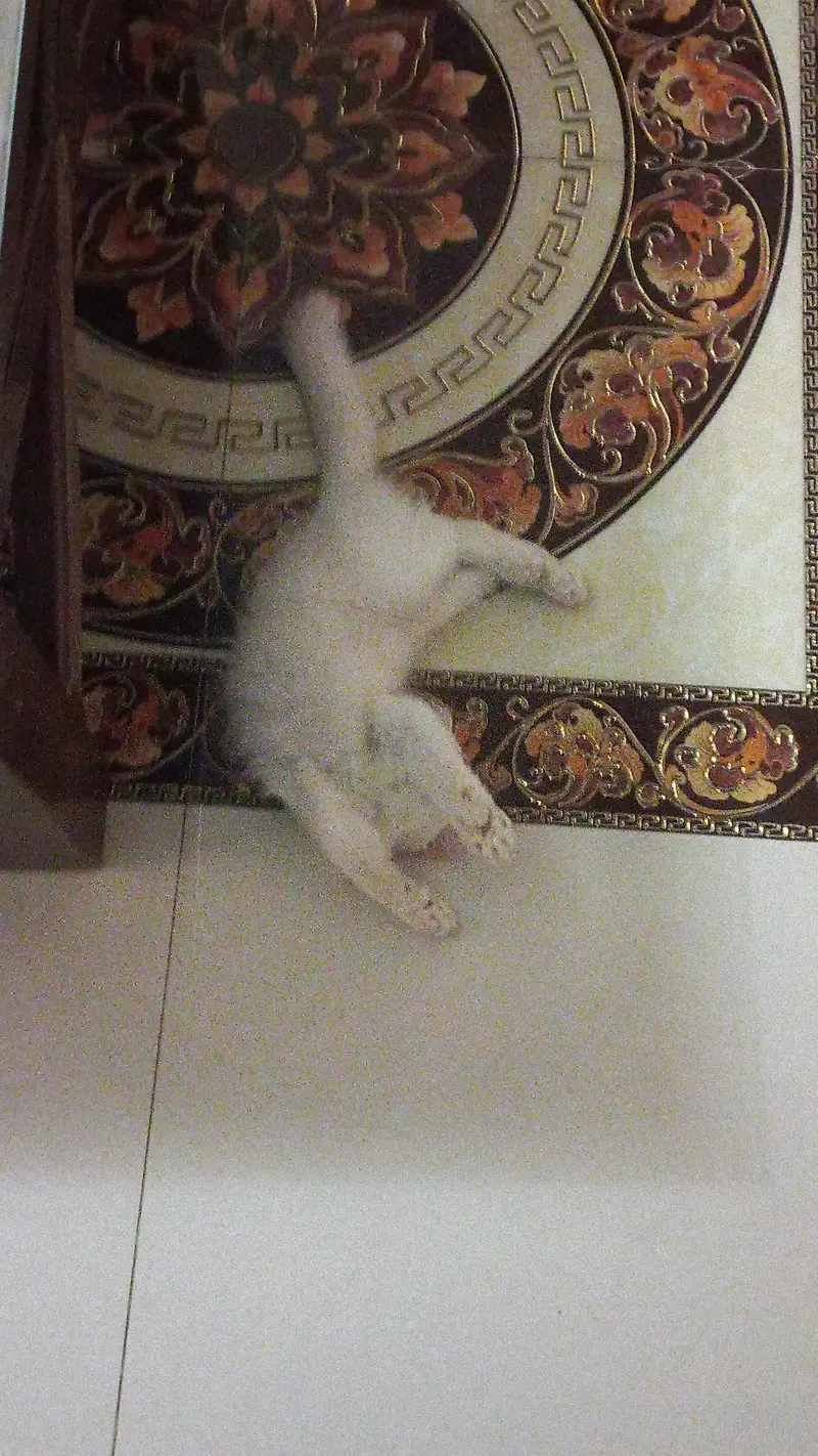 Persian Kitten 2.5 months, Double Coat — photo 7