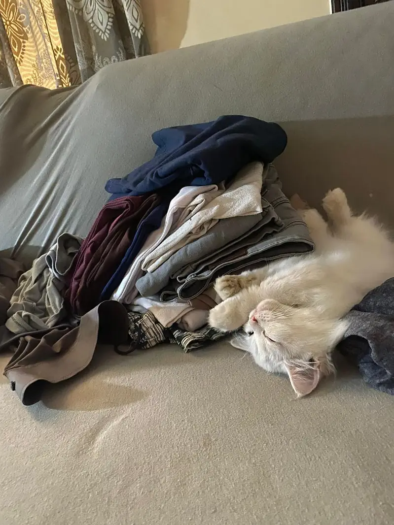 Persian Kitten 2.5 months, Double Coat — photo 8