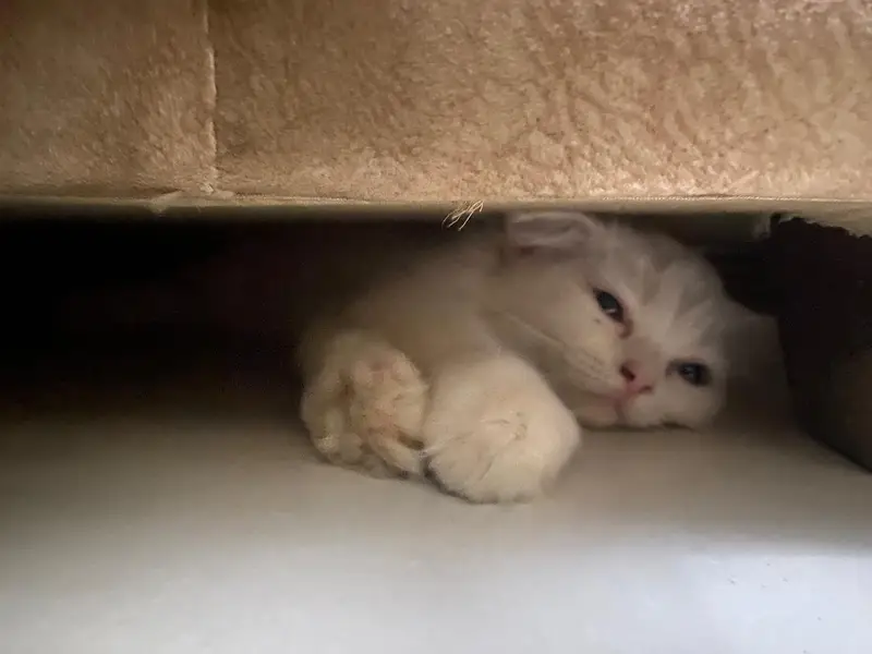 Persian Kitten 2.5 months, Double Coat — photo 9