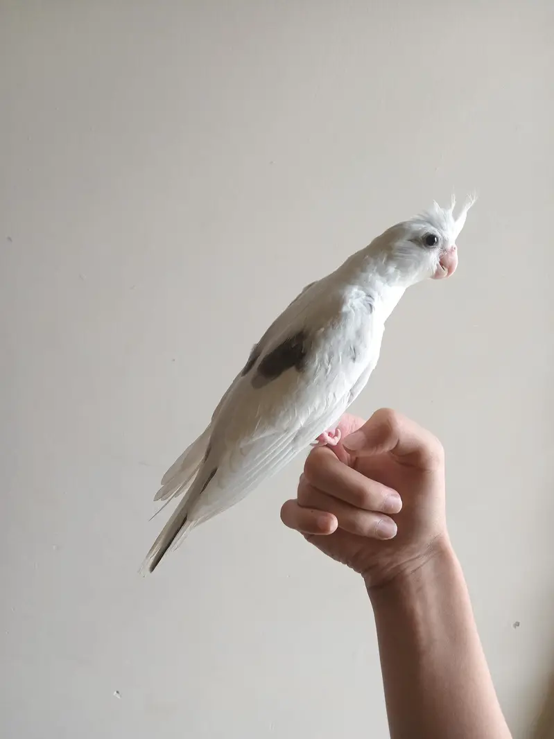 tame v pied cocktail — photo 2