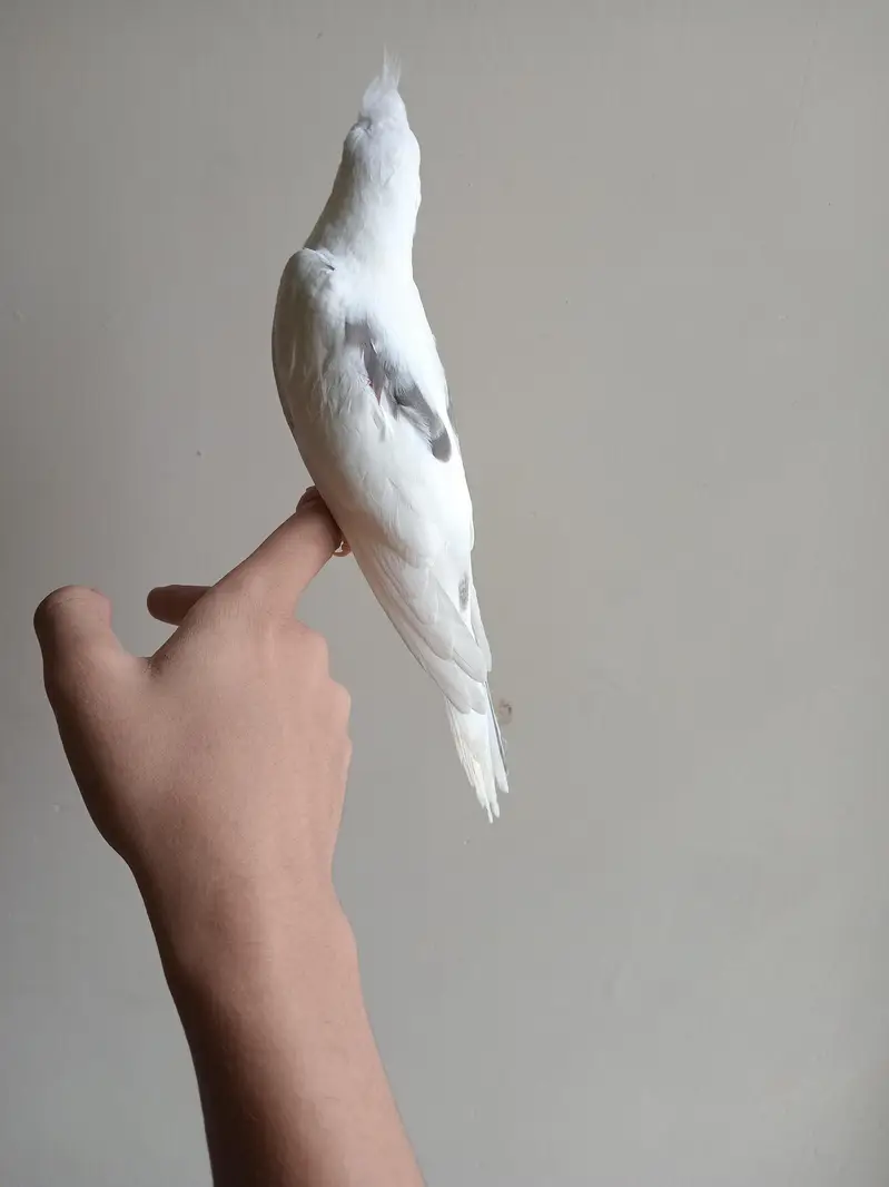 tame v pied cocktail — photo 3