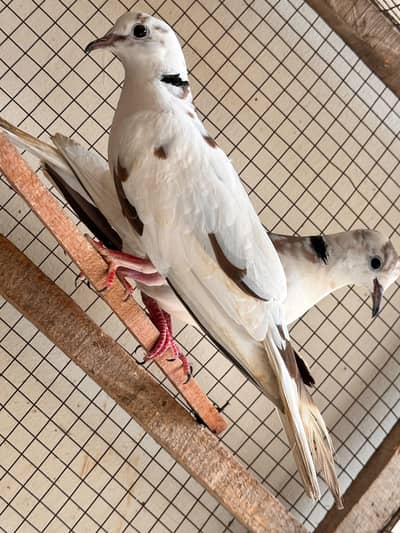 doves breeder pair for sale