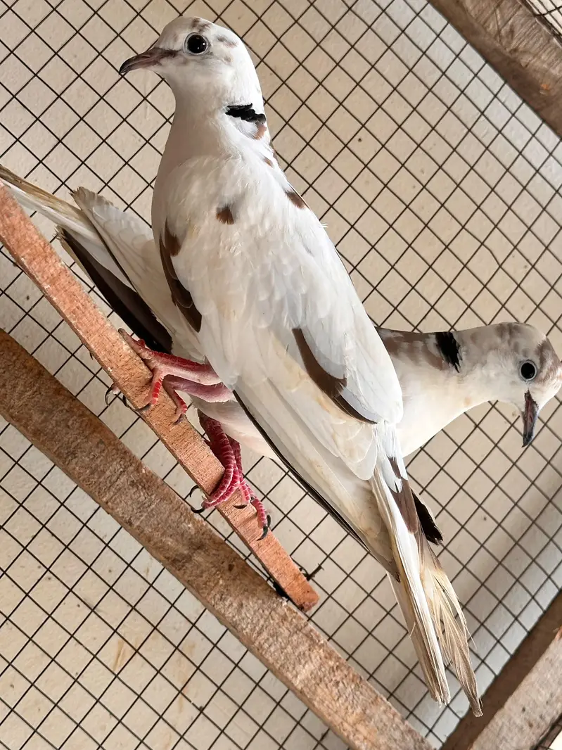 doves breeder pair for sale