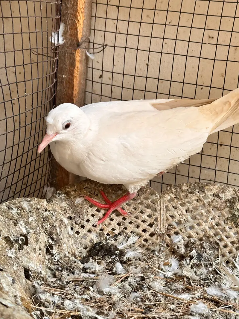 doves breeder pair for sale — photo 2