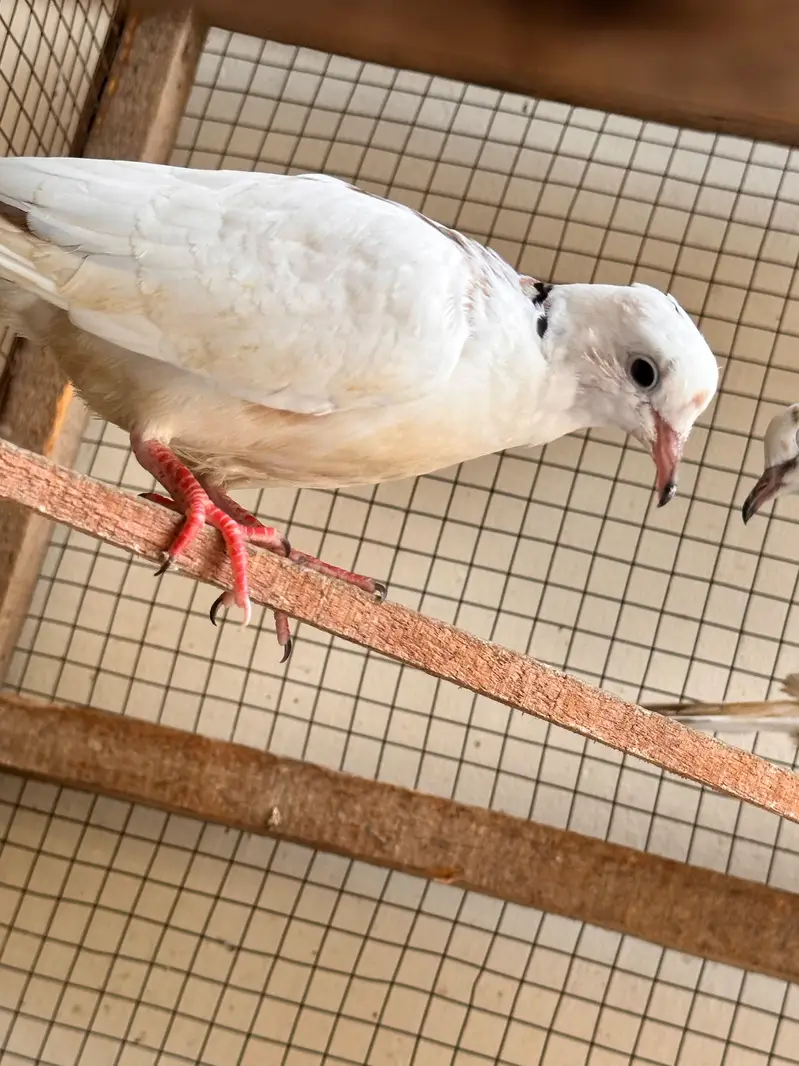doves breeder pair for sale — photo 3