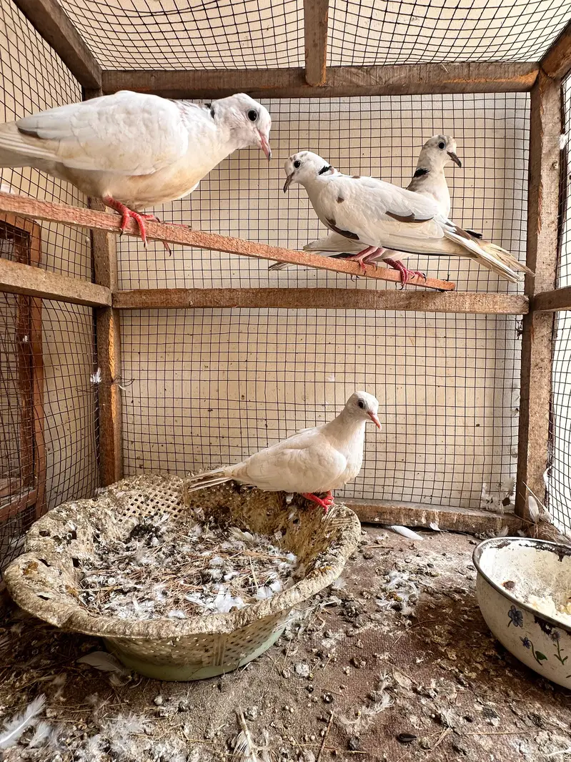 doves breeder pair for sale — photo 4