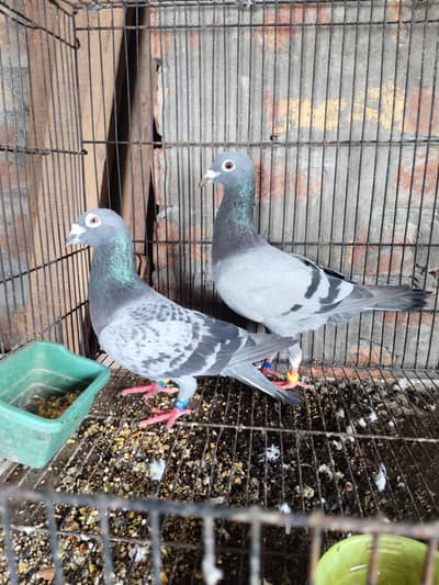 Qasid Pair For Sale 0320-4592532