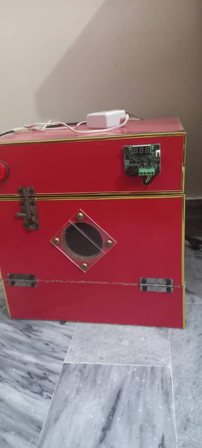 golden misri and incubator/ chicks hatcher for sale