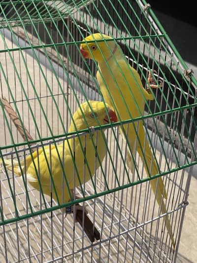 Ringneck parrots for sale