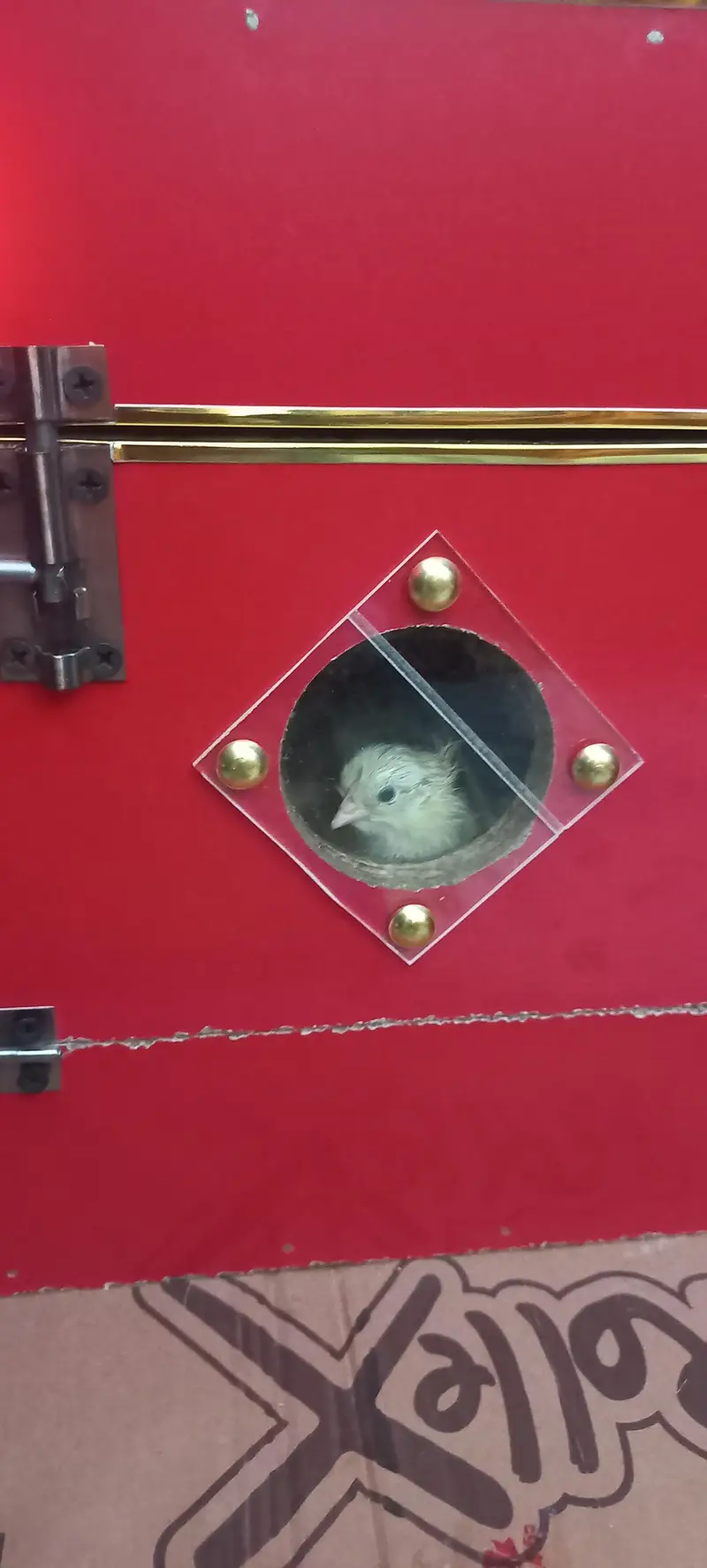 golden misri and incubator/ chicks hatcher for sale — photo 2
