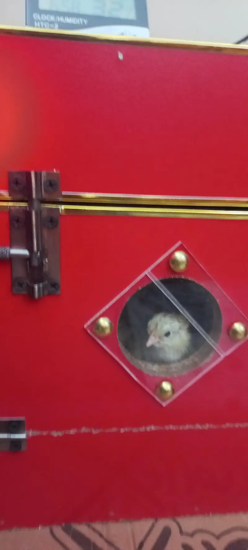 golden misri and incubator/ chicks hatcher for sale — photo 3