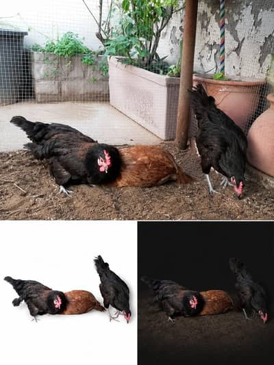 Australorp