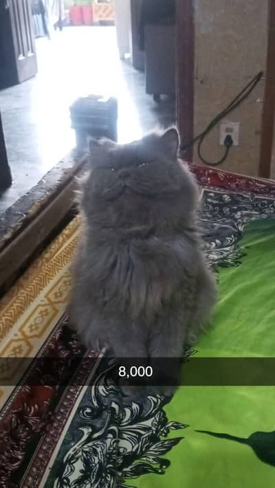 cats cats