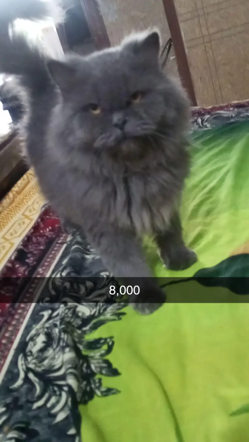 cats cats — photo 2