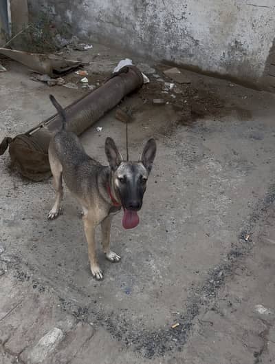 Alsatian dog